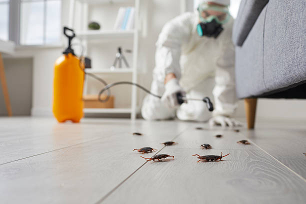 Post-Treatment Bed Bug Interceptor Monitoring in Montebello